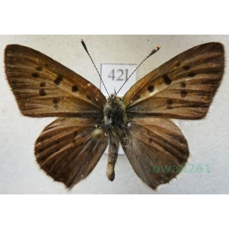 Lycaena tityrus (Poda, 1761) male Czerwończyk uroczek Czech42l